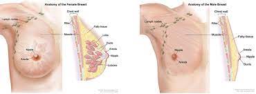 Once these are affected, the five year survival rate drops to 73 percent or less. Lymph Nodes And Breast Cancer