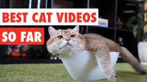 Best Cat Videos Of The Year So Far Funny Cat Video Compilation 2017 Youtube Funny Cat Videos Best Cat Gifs Cool Cats