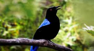 Suara burung lovebird gacor mp3 offline, unduh sekarang ! Download Suara Burung Cucak Biru Super Gacor Mp3 Harga