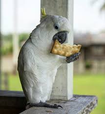 Pin On Papua New Guinea Official