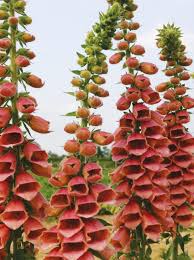 Maybe you would like to learn more about one of these? Foxglove Varieties Hgtv