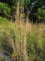 Image result for Croton polytrichus