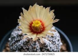 Image result for Teramnus micans