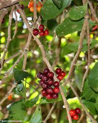 Image result for Dictyophleba