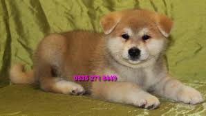 Akita Inu Ciftligi Satilik Kopekler Kopek Akita Hayvan