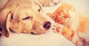 Evento Promove Adocao De Caes E Gatos E Atividades Culturais Cat People Vs Dog People Animals Animal Lover