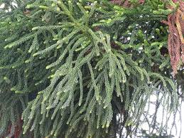 Image result for Araucaria cunninghamii