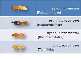 פריטי טרמיטים המכונפים מנסים להזדווג עם טרמיטים מהמין השני במושבה שלהם ל ידי יציאתם למעוף הכלולות. ×˜×¨×ž×™×˜×™× Rpc