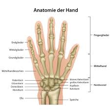 Image result for Normal Anatomic Position of the Hand and Wrist