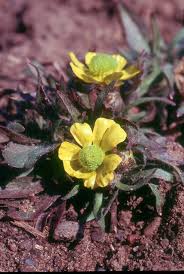 Image result for Ranunculus raeae