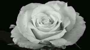 Send that perfect thank you gift or a beautiful plant for administrative professional day. In Bloom Blossom Garden Flowers Black And White Roses