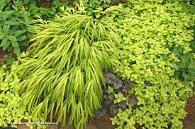 It is versatile and can be paired with virtually every other flower and foliage color you can find. Color Garden Design Colour Chartreuse Yellow Green Lime Leaves Foliage Shade Shady Janet Davis Explores Colour