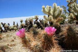 Cholla cactus garden är en plats jag aldrig kommer glömma. Cholla Cactus Garden Joshua Tree Hikespeak Com