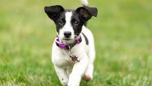 Rocky is a rambunctious terrier mix that we beautiful floramatique off white mixed with aqua robbin's egg lilies & plumerias, accented with. Jack Russell Terrier Welpen Susse Bilder Und Fakten Haustiere Welt