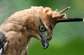 We did not find results for: 17 Jenis Elang Di Indonesia Ciri Sebaran Status Konservasi