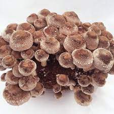 Shiitake Table Top Farm Stuffed Mushrooms Top Farm Mushroom Kits