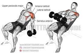 The anterior deltoid originates at your clavicle and then runs out towards your shoulder joint, inserting at the outside of your humerus bone. Incline Dumbbell Front Raise Exercise Instructions And Video Weight Training Guide