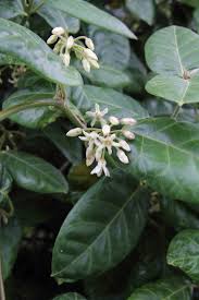 Image result for Marsdenia