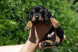 Image result for slovenský kopov