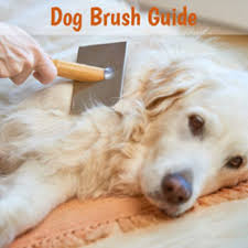 By investing in the best dog brush for short hair shedding, you can keep your dog cleaner and more comfortable. The Best Dog Brush For Your Dog Dog Brush Guide D For Dog
