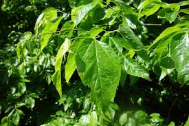 Image result for Celtis
