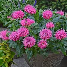 Pin On Gardening