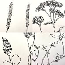 Check spelling or type a new query. Adam Kee Illustration How Many Can You Name A Closer Look At The Base Drawings To A Few Of The Numerous Different Types Of Grasses And Plants Recently Completed Although A