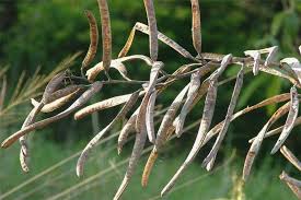 Image result for Senna occidentalis