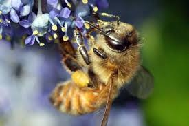Their brain's measure just one tiny cubic millimeter, which they use very intelligently. Pollen Collection By Honey Bees Honey Bee Suite