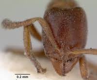 Image result for Zornia punctatissima