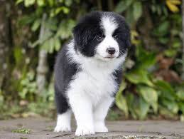 This loving and playful guy is being raised on a farm…. Border Collie Puppies For Adoption The Y Guide