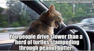 Pin By Lisa Harper On Here Kitty Kitty Funny Cat Memes Road Rage Laughing So Hard