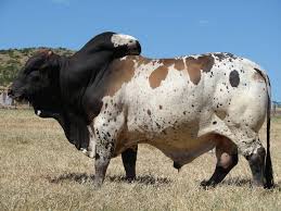 They cleverly turn this to their advantage, when handling their animals. Longhorn Criollos And Other Breeds Bull Cow Bucking Bulls Pet Birds