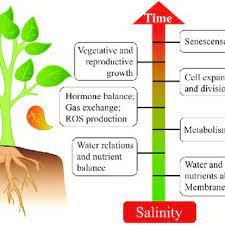 Check spelling or type a new query. Pdf Physiology And Biochemistry Of Plants Growing Under Salt Stress