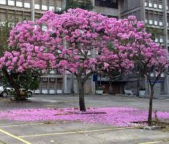 Maybe you would like to learn more about one of these? A Natureza Resiste Nature Natureza Uerj Uerjresiste Snapwidget Uerj