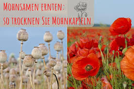 Anmutige, strahlendrote mohnblumen fügen jedem garten ein ganz spezielles element hinzu. Mohnsamen Ernten So Trocknen Sie Mohnkapseln