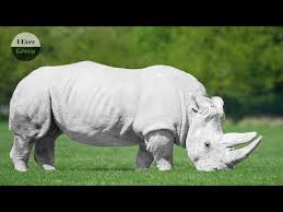 10 Most Recent Extinct Animals With Rare Videos Youtube In 2020 Extinct Animals Rare Species Of Animals Rare Animals