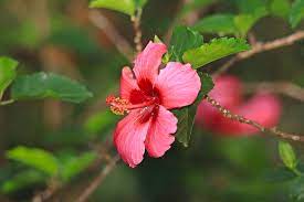 Pin On Bloom