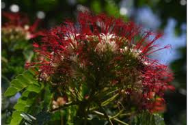 Image result for Albizia forbesii
