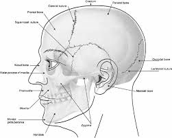 You can feel your skull by pushing on your head, especially in the back a few inches above your neck. Elements Of Morphology Human Malformation Terminology