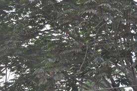 Image result for Musanga