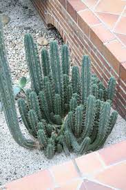 A more traditional way of preparing san pedro is by either brewing it into a tea or grinding it up into a slushy liquid. Cimora Wikipedia