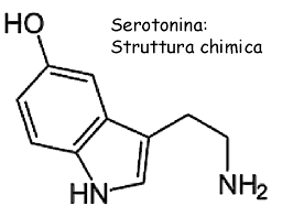 2 dove si trova la serotonina. La Serotonina Societa Italiana Di Tricologia