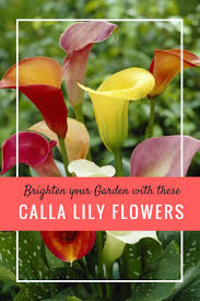These Flowers Look Like They Re From A Magazine But It S Very Real I Love It Now I Have Some Planting To Do Afflink Calla Lily Flowers Plants Calla Lily