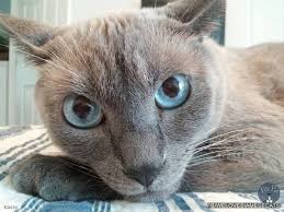 For decades, the siamese has consistently been one of the most popular breeds on the planet and for good reason. Blue Point Siamese Cats Siamese Cat Spot