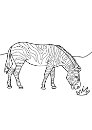 268,000+ vectors, stock photos & psd files. Coloring Pages Zebra Eating Grass Coloring Page