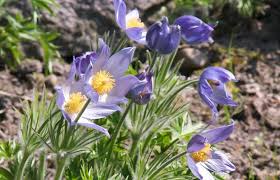 Bild Von Pulsatilla Patens Finger Kuhschelle Finger Kuchenschelle Stern Kuhschelle Kuchenschelle Pflanzen Kuhschelle