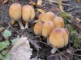 Image result for Coprinus micaceus