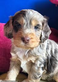 The idcr offers breeders and owners of designer breeds the opportunity to document and record ownership, parentage and ancestry of their designer canines and in so. A Dog Is For Life Not Just For Lockdown Charity Urges People To Think Twice Before Getting A Puppy Daily Mail Online