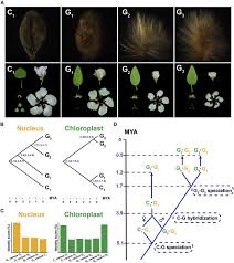 Image result for Gossypioides kirkii